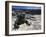 Marine Iguana, Galapagos Islands, Ecuador-Gavriel Jecan-Framed Photographic Print