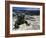 Marine Iguana, Galapagos Islands, Ecuador-Gavriel Jecan-Framed Photographic Print