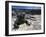 Marine Iguana, Galapagos Islands, Ecuador-Gavriel Jecan-Framed Photographic Print