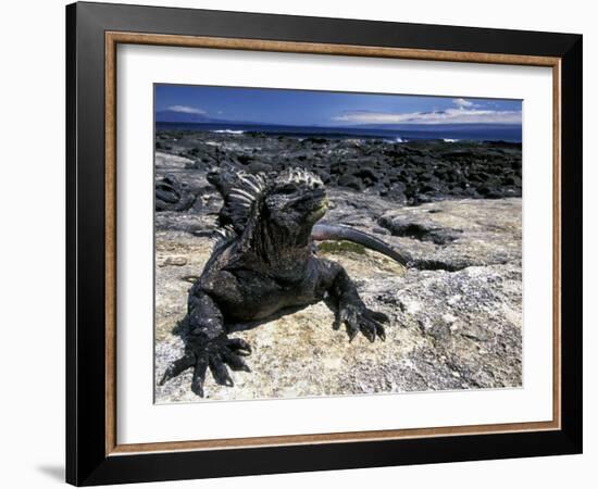 Marine Iguana, Galapagos Islands, Ecuador-Gavriel Jecan-Framed Photographic Print