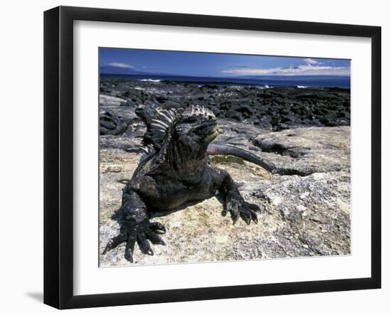 Marine Iguana, Galapagos Islands, Ecuador-Gavriel Jecan-Framed Photographic Print