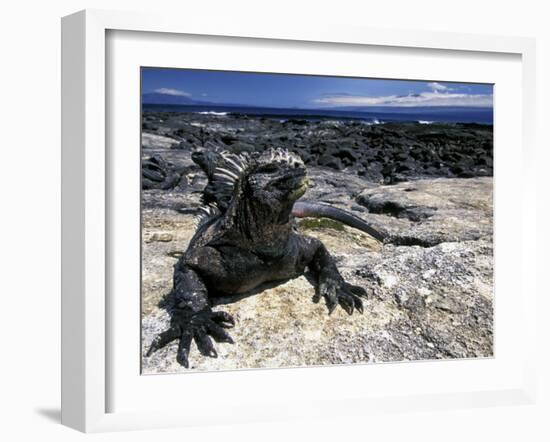 Marine Iguana, Galapagos Islands, Ecuador-Gavriel Jecan-Framed Photographic Print