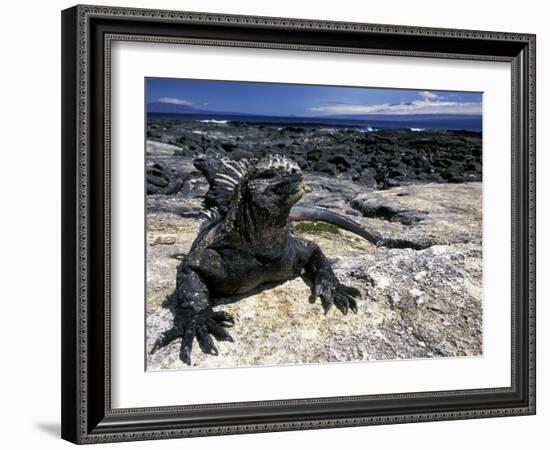 Marine Iguana, Galapagos Islands, Ecuador-Gavriel Jecan-Framed Photographic Print