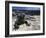 Marine Iguana, Galapagos Islands, Ecuador-Gavriel Jecan-Framed Photographic Print