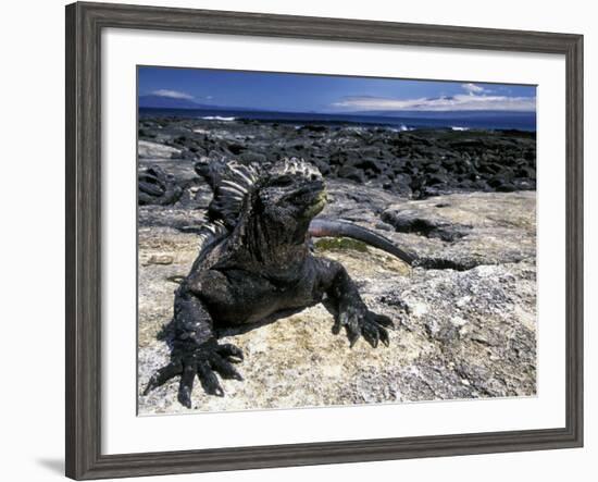 Marine Iguana, Galapagos Islands, Ecuador-Gavriel Jecan-Framed Photographic Print