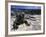 Marine Iguana, Galapagos Islands, Ecuador-Gavriel Jecan-Framed Photographic Print