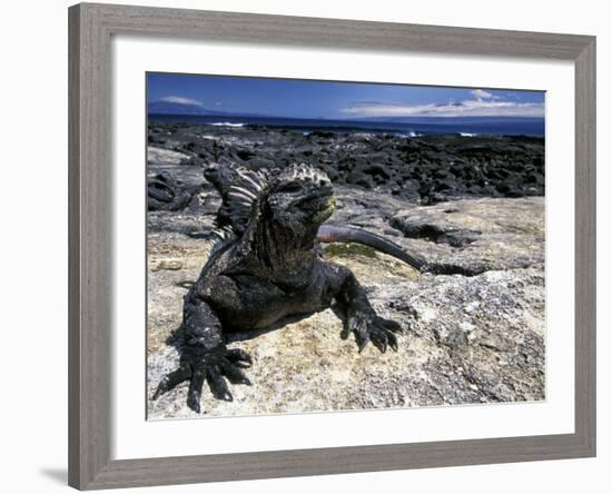 Marine Iguana, Galapagos Islands, Ecuador-Gavriel Jecan-Framed Photographic Print