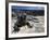 Marine Iguana, Galapagos Islands, Ecuador-Gavriel Jecan-Framed Photographic Print