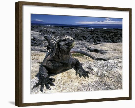 Marine Iguana, Galapagos Islands, Ecuador-Gavriel Jecan-Framed Photographic Print