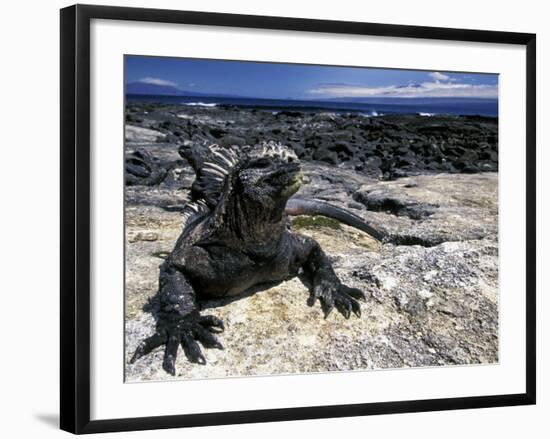 Marine Iguana, Galapagos Islands, Ecuador-Gavriel Jecan-Framed Photographic Print