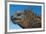 Marine Iguana, Galapagos Islands, Ecuador-Art Wolfe-Framed Premium Photographic Print