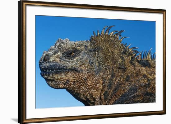 Marine Iguana, Galapagos Islands, Ecuador-Art Wolfe-Framed Premium Photographic Print