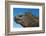 Marine Iguana, Galapagos Islands, Ecuador-Art Wolfe-Framed Photographic Print