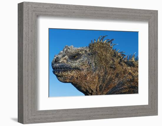 Marine Iguana, Galapagos Islands, Ecuador-Art Wolfe-Framed Photographic Print