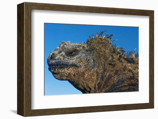 Marine Iguana, Galapagos Islands, Ecuador-Art Wolfe-Framed Photographic Print