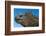 Marine Iguana, Galapagos Islands, Ecuador-Art Wolfe-Framed Photographic Print