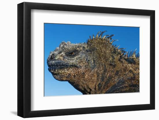 Marine Iguana, Galapagos Islands, Ecuador-Art Wolfe-Framed Photographic Print