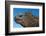 Marine Iguana, Galapagos Islands, Ecuador-Art Wolfe-Framed Photographic Print