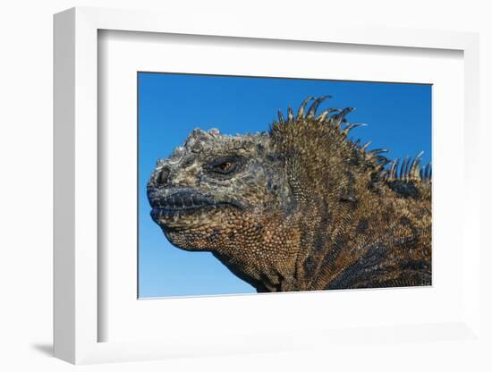 Marine Iguana, Galapagos Islands, Ecuador-Art Wolfe-Framed Photographic Print