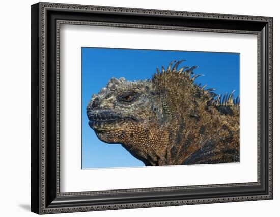 Marine Iguana, Galapagos Islands, Ecuador-Art Wolfe-Framed Photographic Print