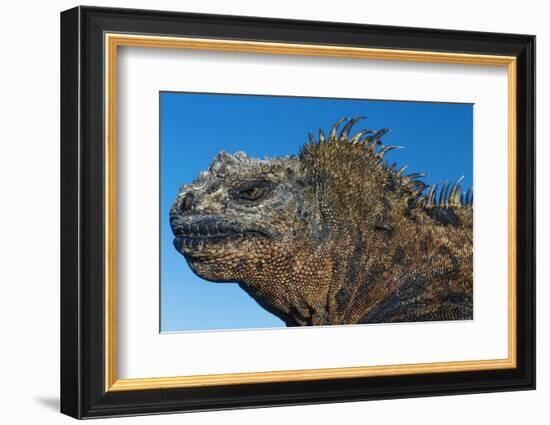 Marine Iguana, Galapagos Islands, Ecuador-Art Wolfe-Framed Photographic Print