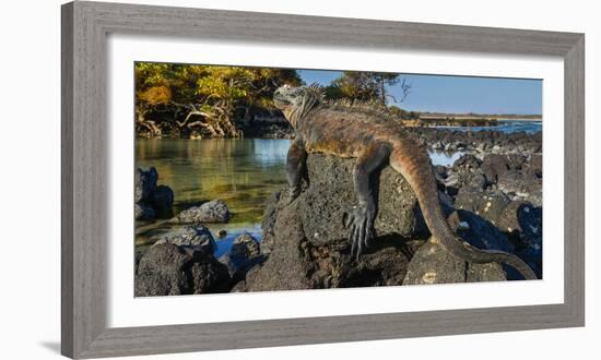 Marine Iguana, Galapagos Islands, Ecuador-Art Wolfe-Framed Photographic Print