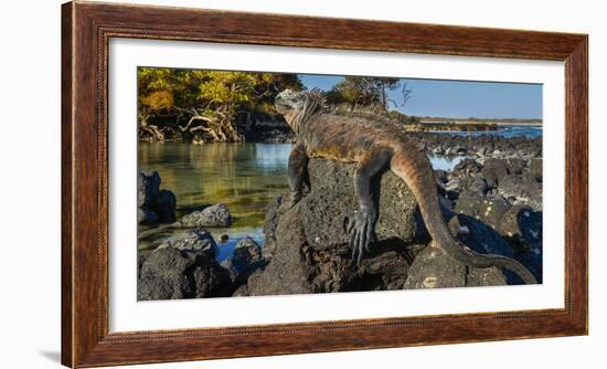 Marine Iguana, Galapagos Islands, Ecuador-Art Wolfe-Framed Photographic Print