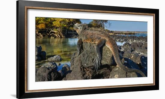 Marine Iguana, Galapagos Islands, Ecuador-Art Wolfe-Framed Photographic Print