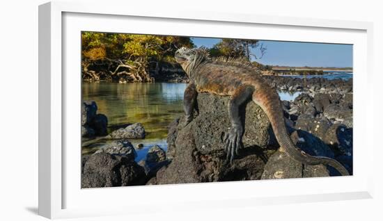 Marine Iguana, Galapagos Islands, Ecuador-Art Wolfe-Framed Photographic Print