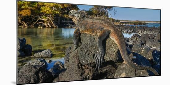 Marine Iguana, Galapagos Islands, Ecuador-Art Wolfe-Mounted Photographic Print