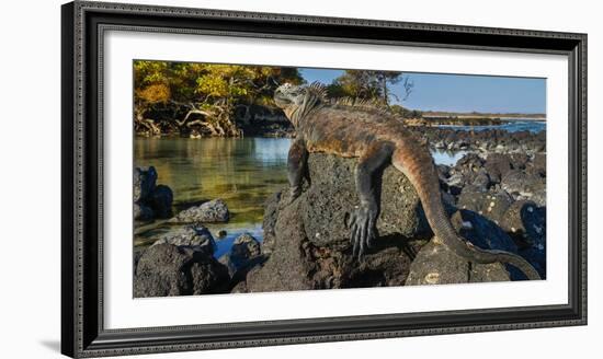 Marine Iguana, Galapagos Islands, Ecuador-Art Wolfe-Framed Photographic Print