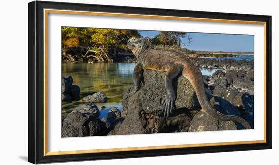 Marine Iguana, Galapagos Islands, Ecuador-Art Wolfe-Framed Photographic Print