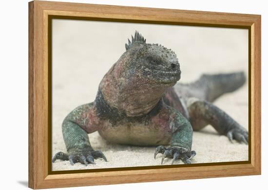 Marine Iguana in the Sand-DLILLC-Framed Premier Image Canvas