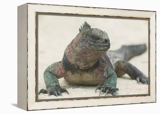 Marine Iguana in the Sand-DLILLC-Framed Premier Image Canvas