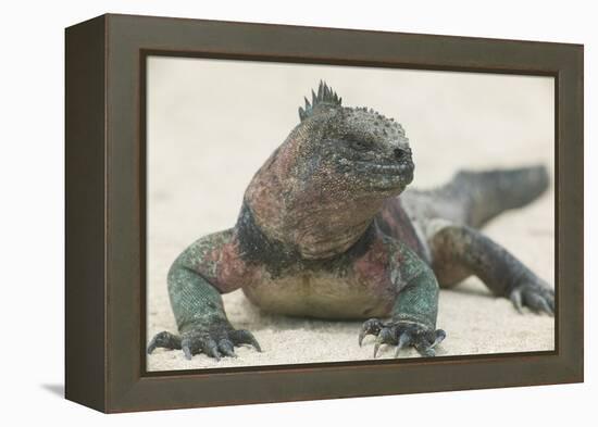 Marine Iguana in the Sand-DLILLC-Framed Premier Image Canvas