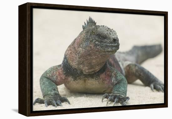 Marine Iguana in the Sand-DLILLC-Framed Premier Image Canvas