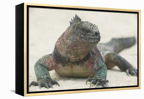 Marine Iguana in the Sand-DLILLC-Framed Premier Image Canvas