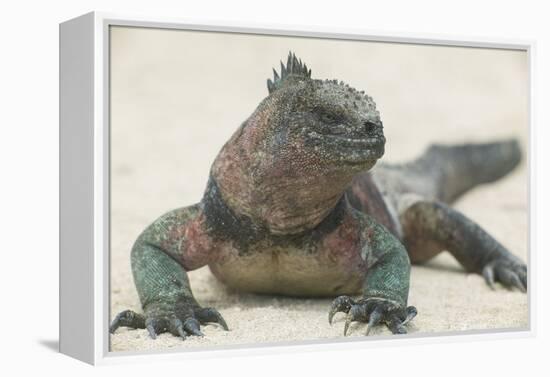 Marine Iguana in the Sand-DLILLC-Framed Premier Image Canvas