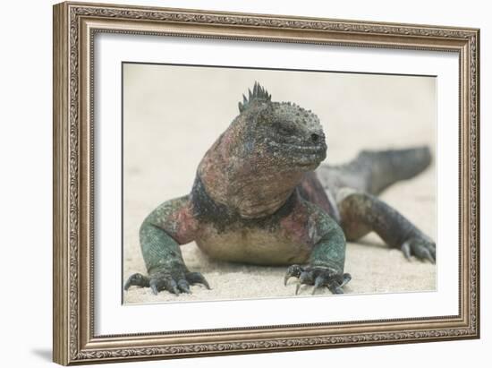 Marine Iguana in the Sand-DLILLC-Framed Photographic Print