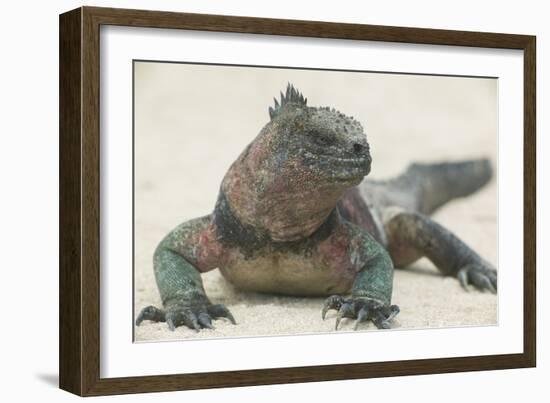 Marine Iguana in the Sand-DLILLC-Framed Photographic Print