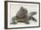 Marine Iguana in the Sand-DLILLC-Framed Photographic Print