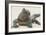 Marine Iguana in the Sand-DLILLC-Framed Photographic Print