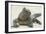 Marine Iguana in the Sand-DLILLC-Framed Photographic Print