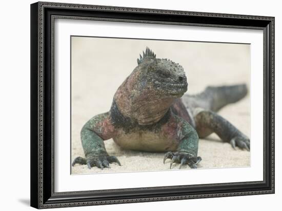 Marine Iguana in the Sand-DLILLC-Framed Photographic Print