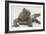 Marine Iguana in the Sand-DLILLC-Framed Photographic Print