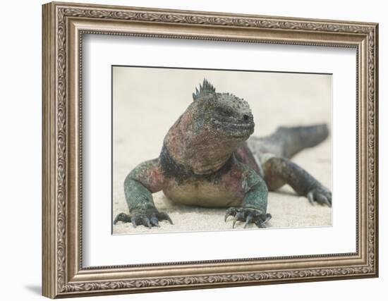 Marine Iguana in the Sand-DLILLC-Framed Photographic Print