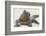 Marine Iguana in the Sand-DLILLC-Framed Photographic Print