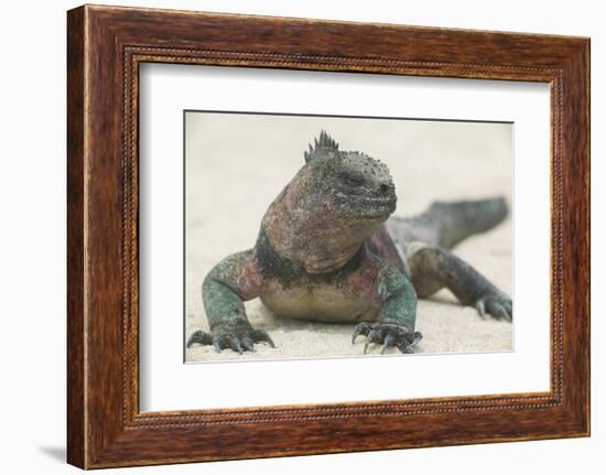 Marine Iguana in the Sand-DLILLC-Framed Photographic Print