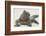 Marine Iguana in the Sand-DLILLC-Framed Photographic Print