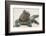 Marine Iguana in the Sand-DLILLC-Framed Photographic Print